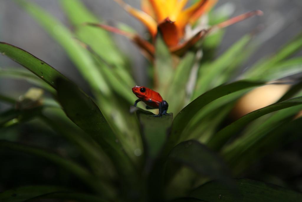 Hotel Befox Adventure La Fortuna Exterior foto